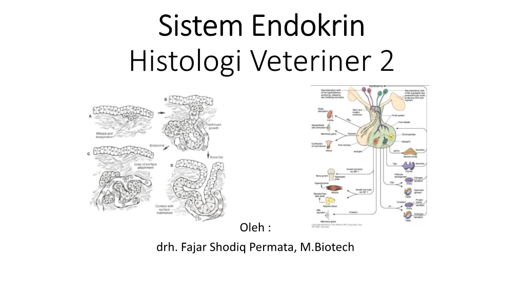 Hematopoeisis Dan Komparativa Histologi Veteriner 2