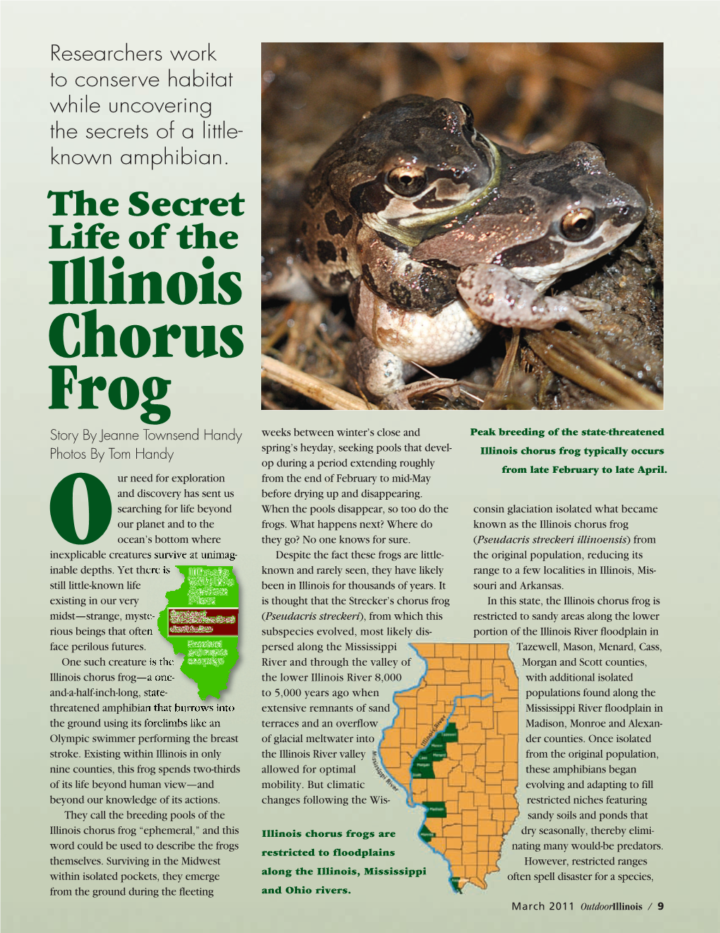 The Secret Life of the Illinois Chorus Frog
