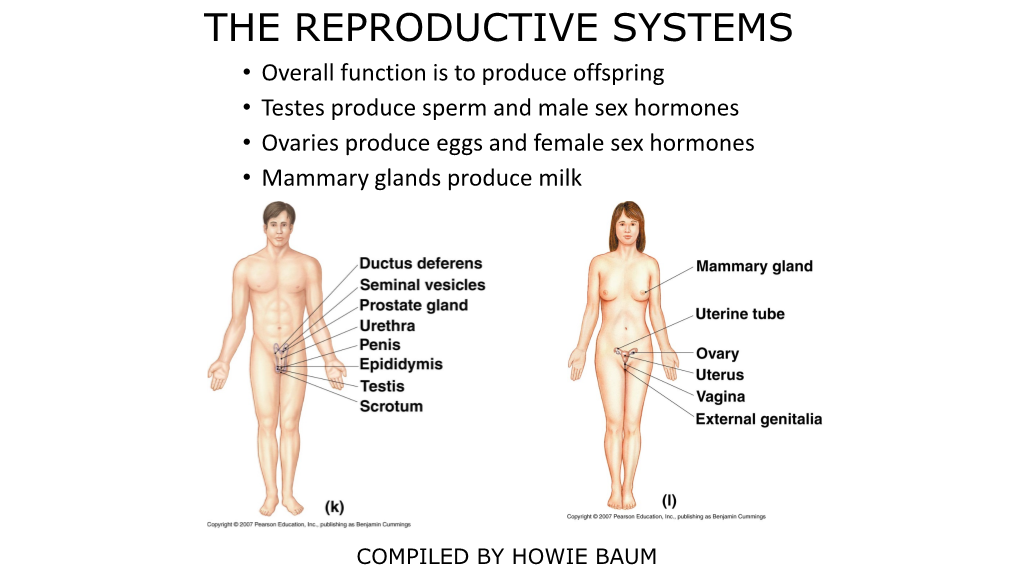 Male Reproductive System Is Responsible for Delivering Sperm to the Female Reproductive System MALE REPRODUCTIVE SYSTEM