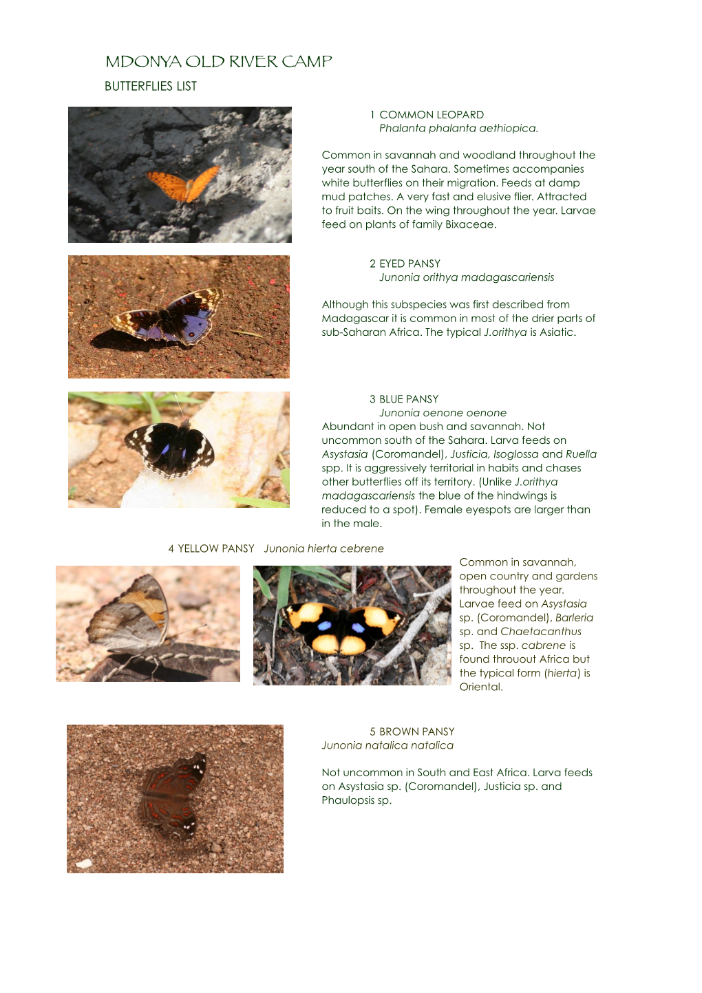Mdonya Old River Camp Butterflies List