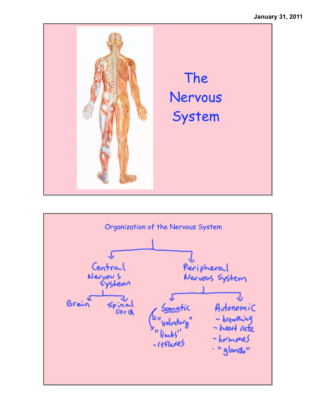 The Nervous System