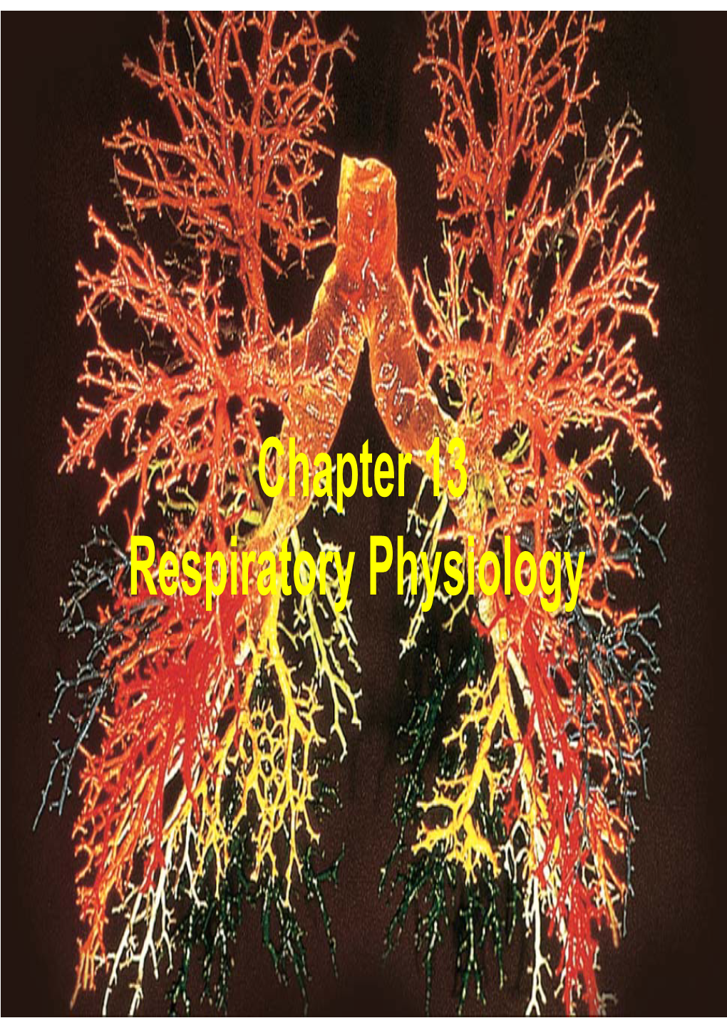 Chapter 13 Respiratory Physiology Respiratory Physiology