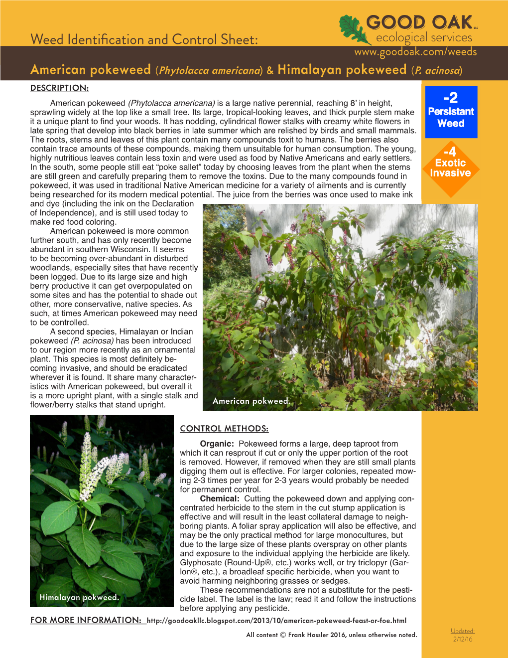 Weed Identification and Control Sheet: American Pokeweed (Phytolacca Americana) & Himalayan Pokeweed (P