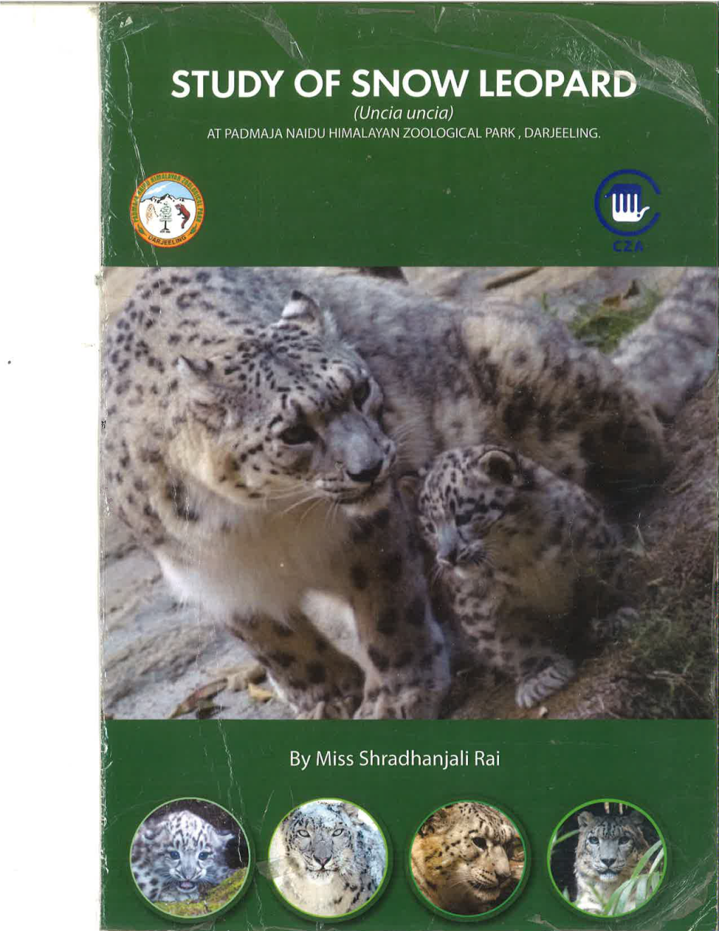 Study of Snow Leopard at Padmaja Naidu Himalayan Zoological Park, Darjeeling