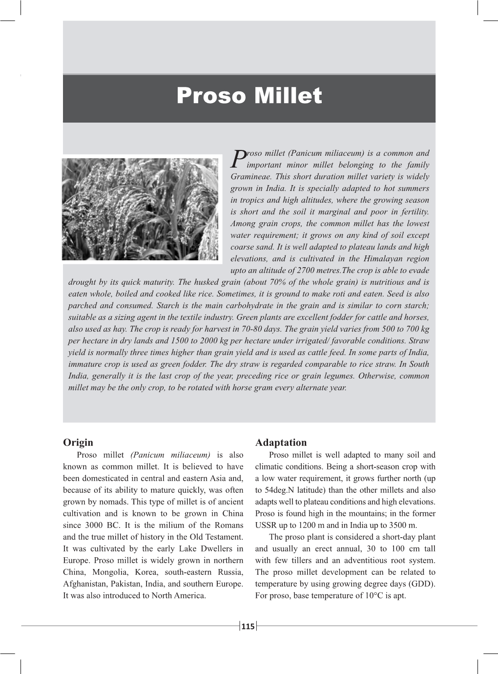 Proso Millet