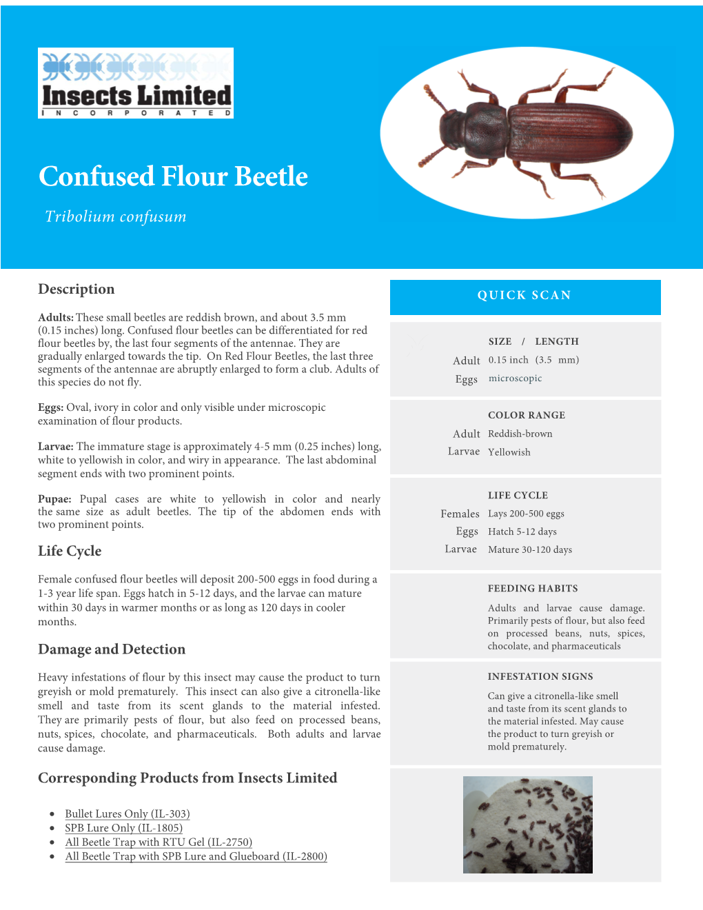 Confused Flour Beetle Tribolium Confusum