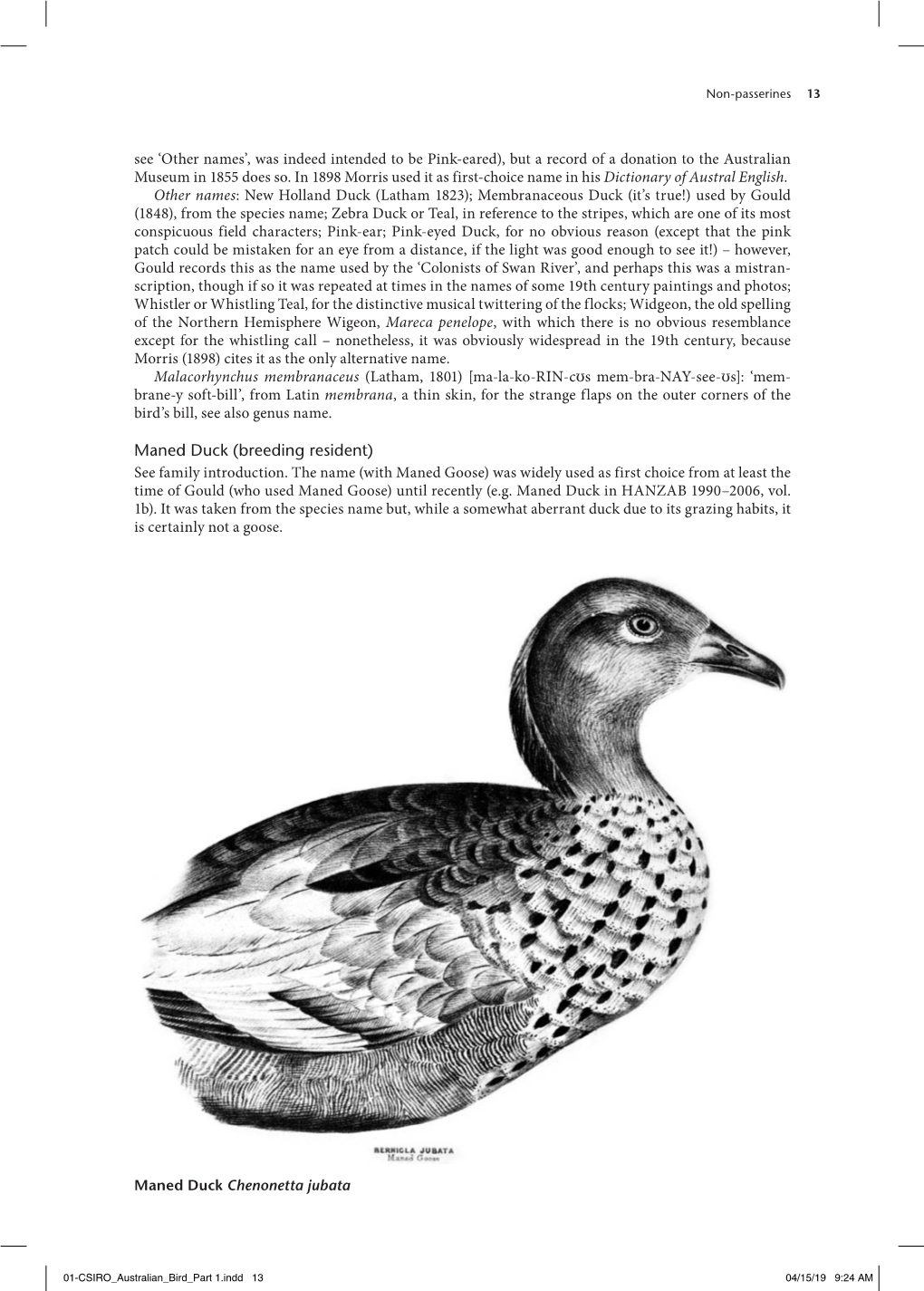 Maned Duck (Breeding Resident) See Family Introduction