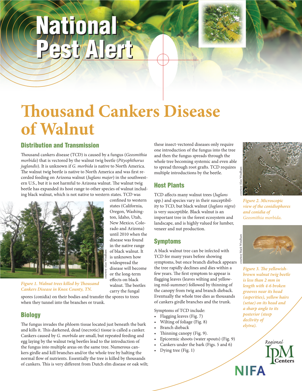 National Pest Alert – Thousand Cankers Disease of Walnut