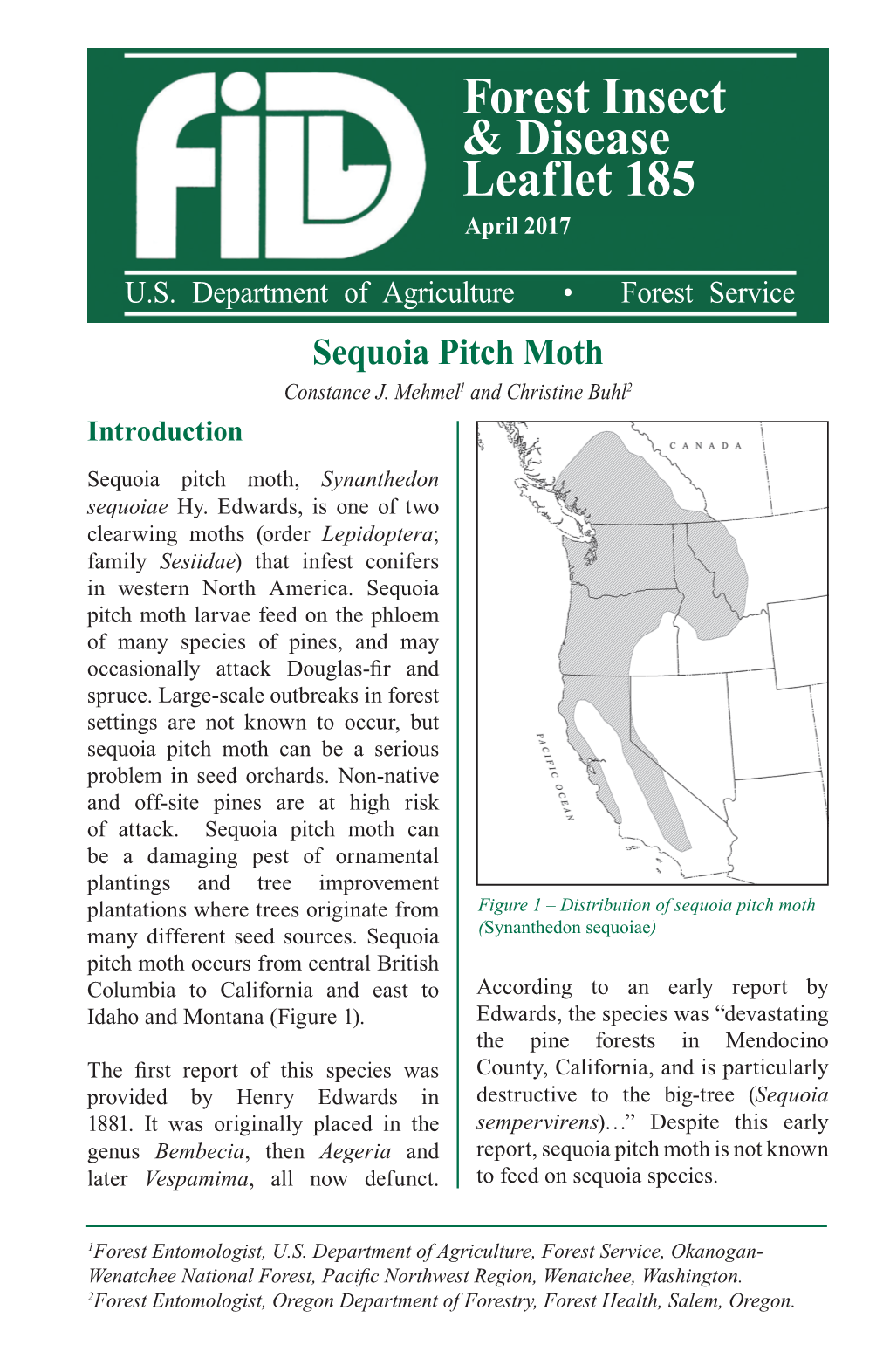 Sequoia Pitch Moth Constance J