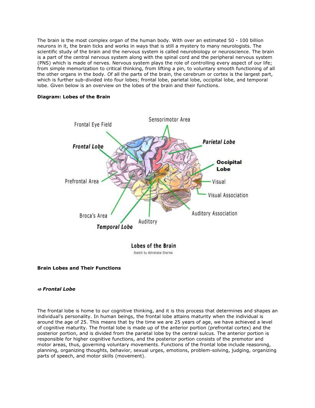 The Brain Is the Most Complex Organ of the Human Body. with Over an Estimated 50 - 100