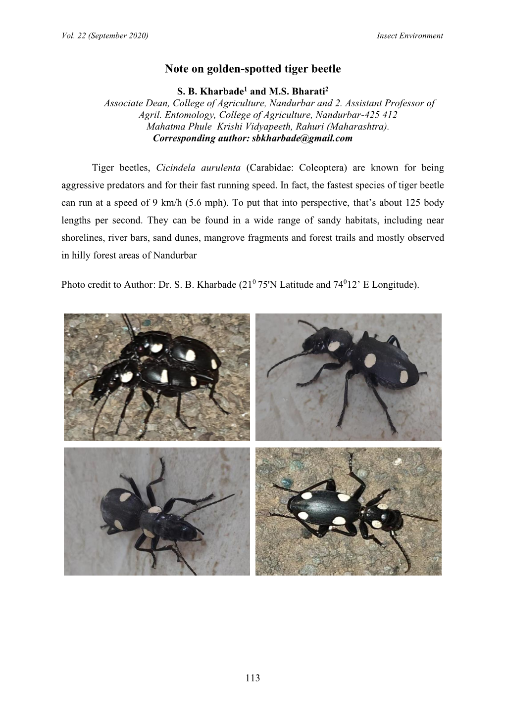 Note on Golden-Spotted Tiger Beetle