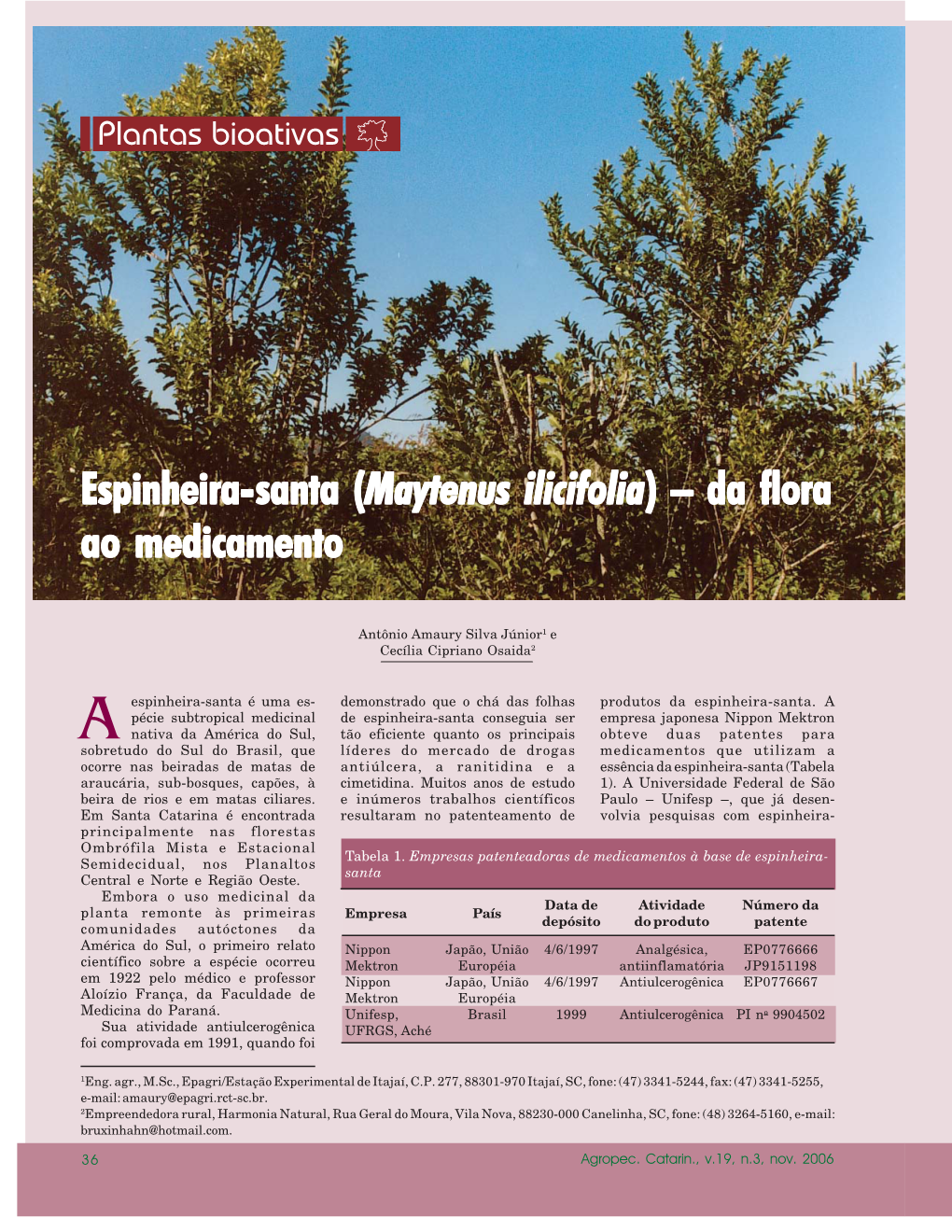 Espinheira- Espinheira-Santa (Maytenus Ilicifolia ) – Da Flora Ao
