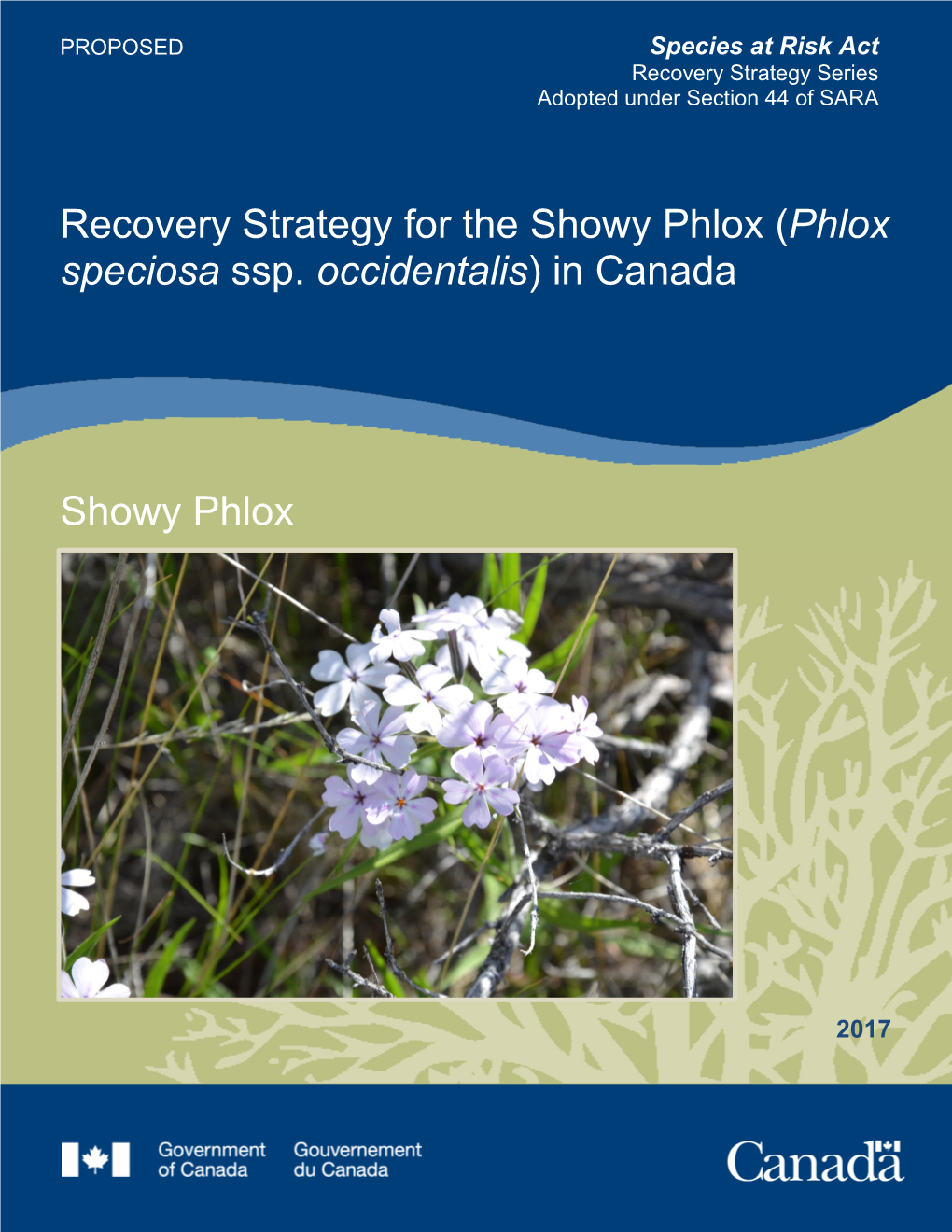 Showy Phlox (Phlox Speciosa Ssp. Occidentalis) in Canada