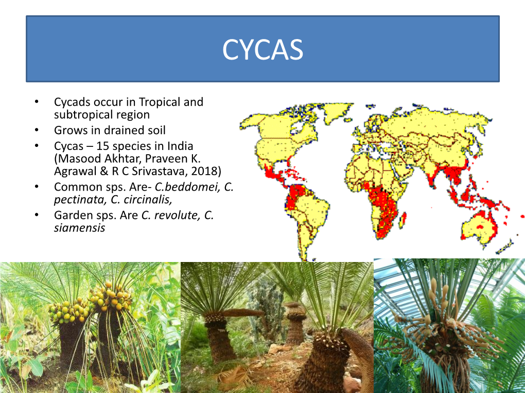 Cycas Revoluta Thunb., Verh