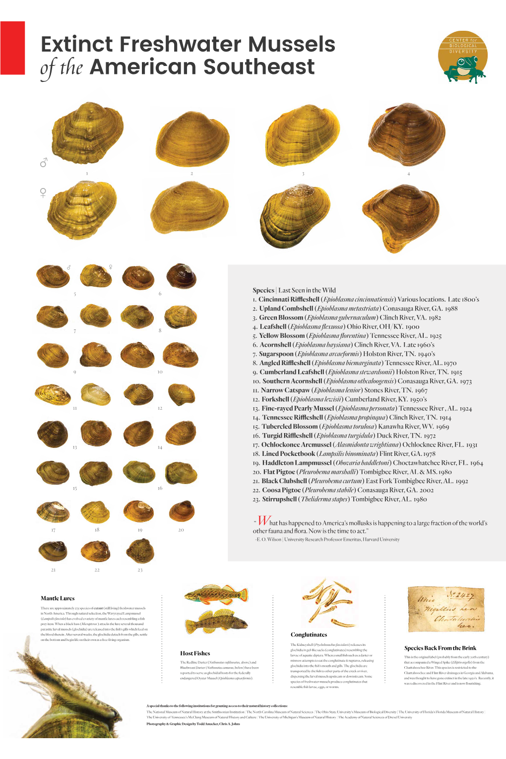 Extinct Mussels of the American Southeast