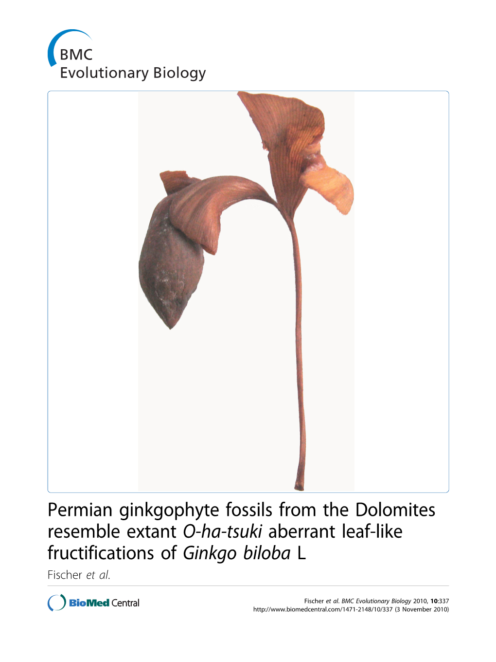 Ginkgo Biloba L Fischer Et Al