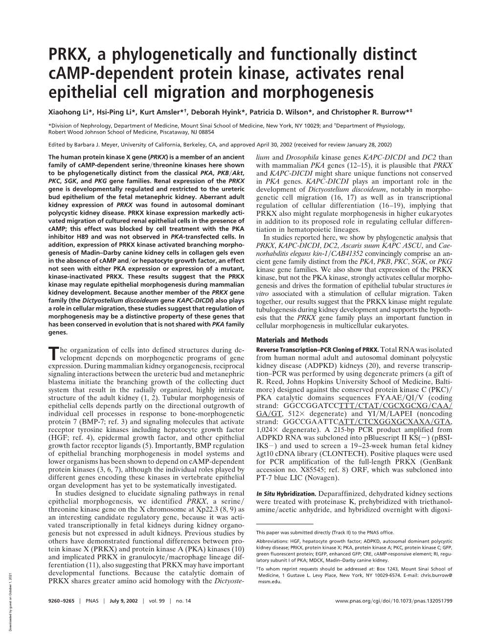 PRKX, a Phylogenetically and Functionally Distinct Camp-Dependent Protein Kinase, Activates Renal Epithelial Cell Migration and Morphogenesis