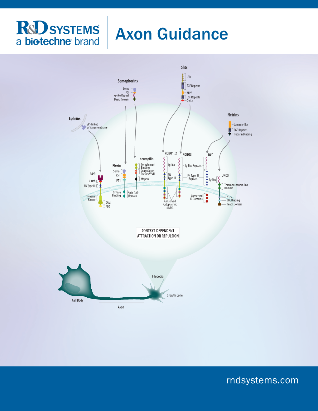 Axon Guidance