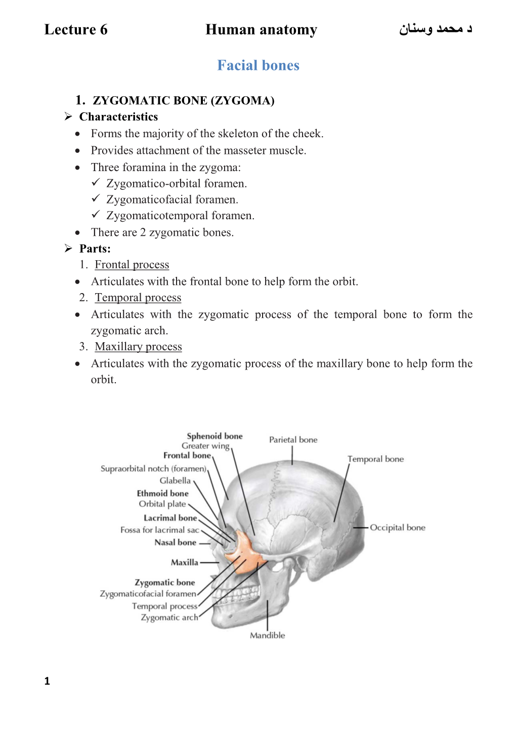 د ﻣﺤﻤﺪ وﺳﻨﺎن Lecture 6 Human Anatomy Facial Bones