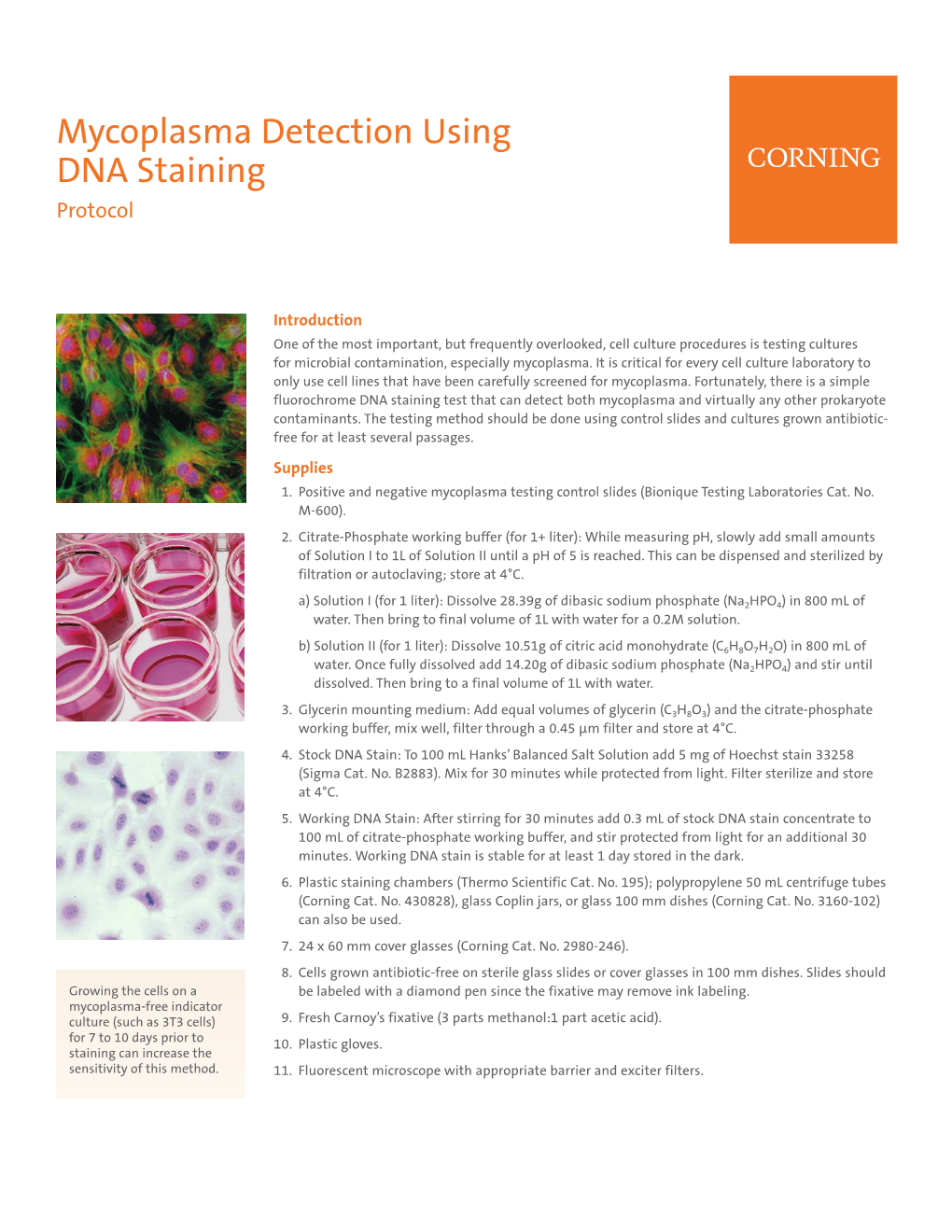 Mycoplasma Detection Using DNA Staining Protocol