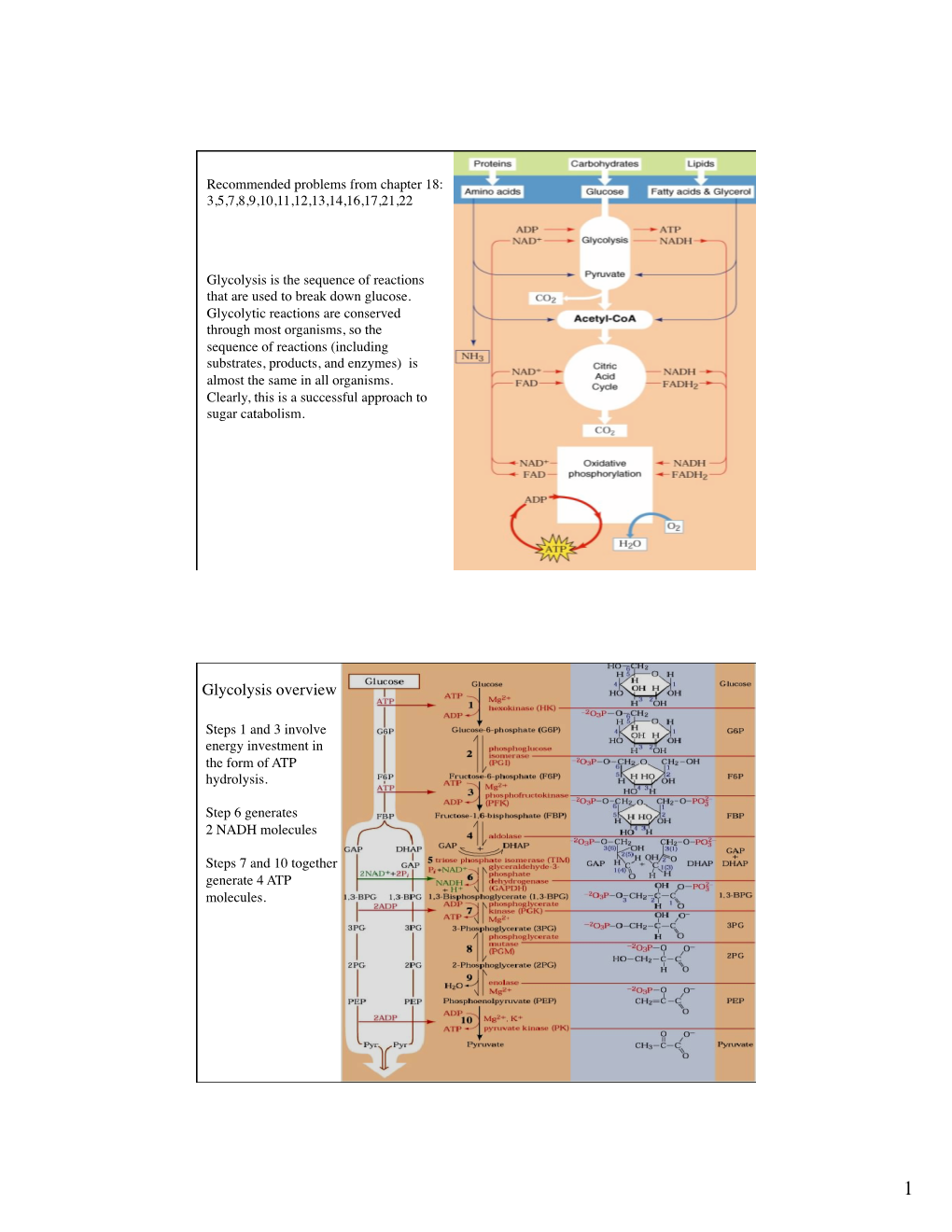 Glycolysis Overview