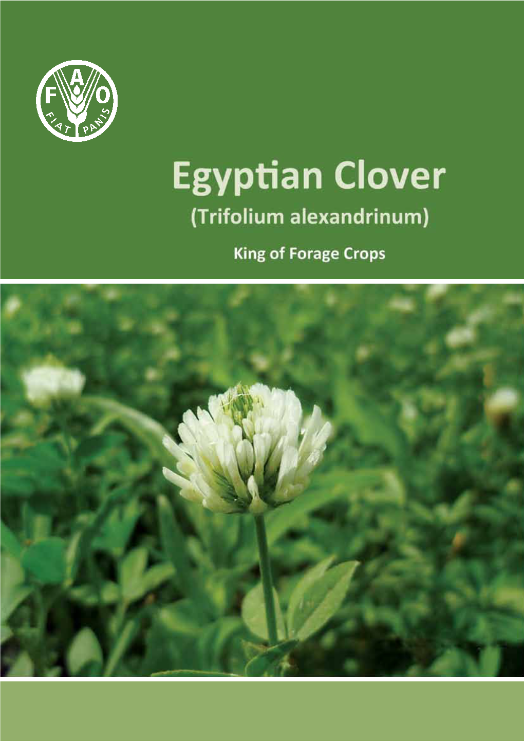 Egyptian Clover (Trifolium Alexandrinum) King of Forage Crops