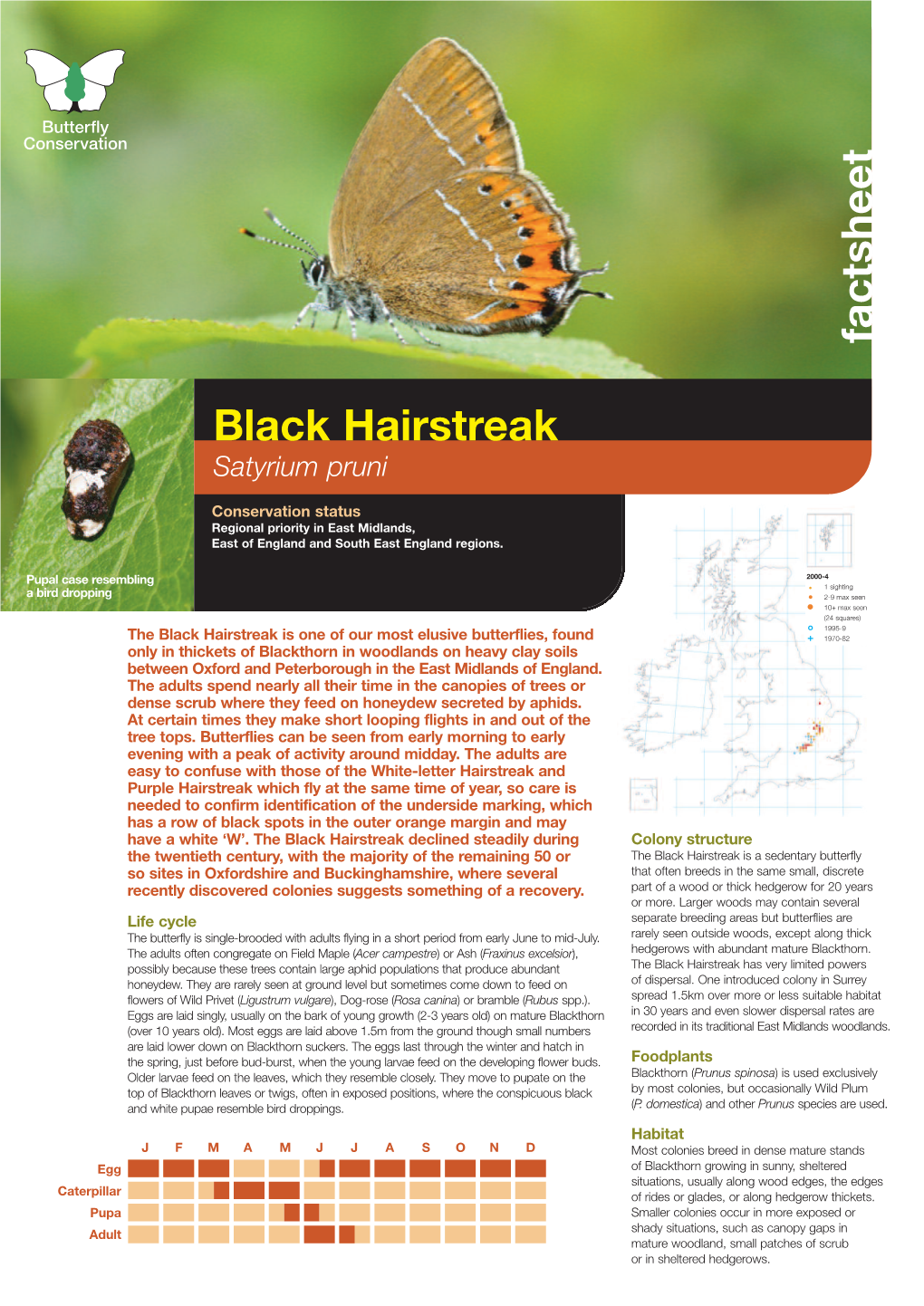 Black-Hairstreak Regional Priority Species Factsheet