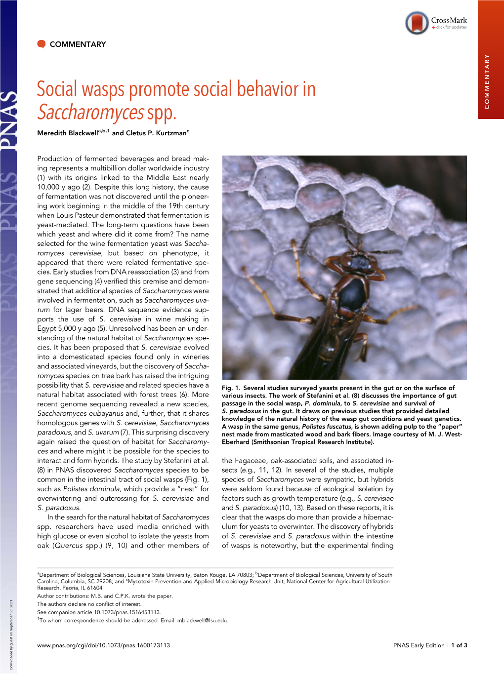 Social Wasps Promote Social Behavior in Saccharomyces Spp