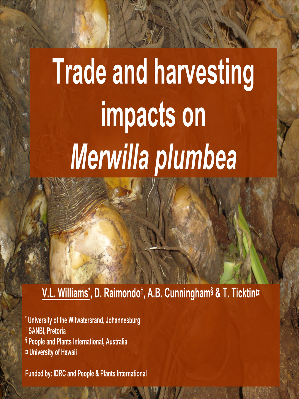 Trade, Bulb Age and Impacts on Merwilla Plumbea