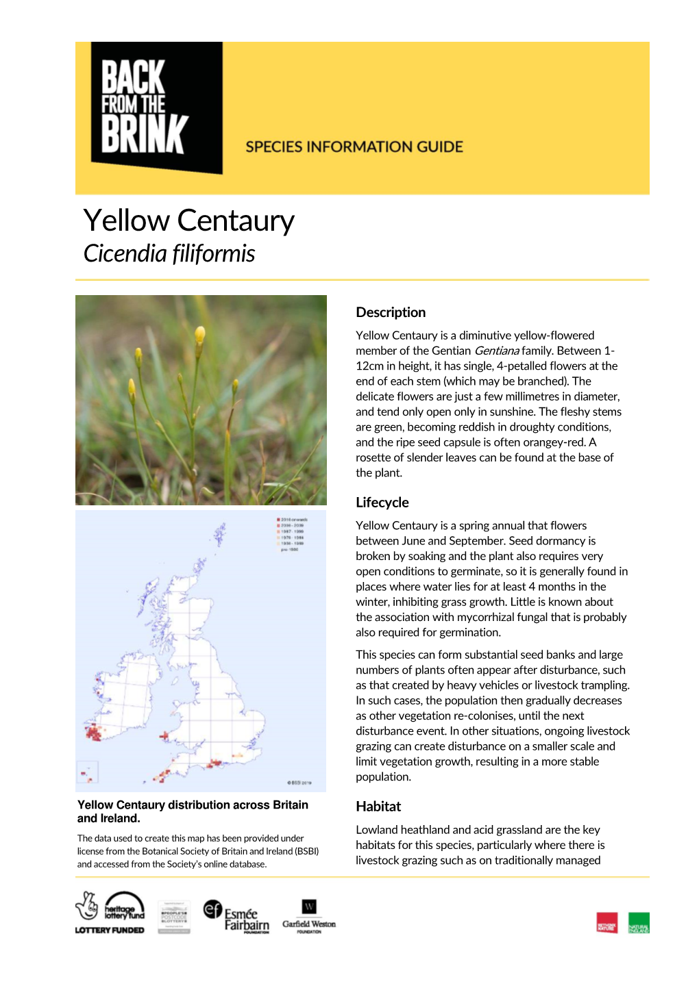 Yellow Centaury SL.Docx