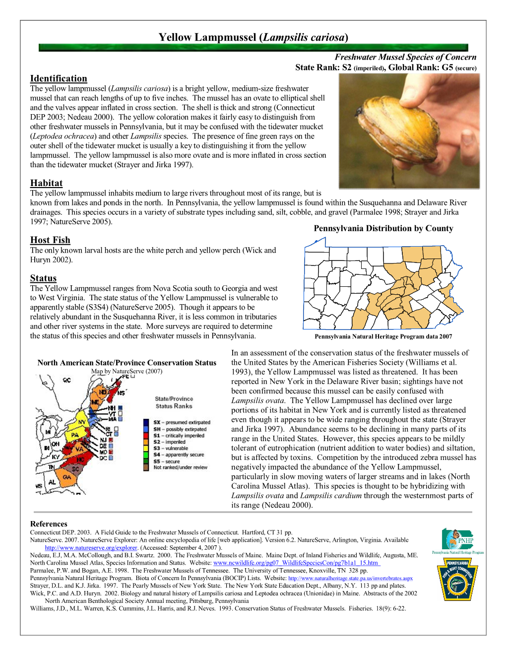 Yellow Lampmussel (Lampsilis Cariosa)