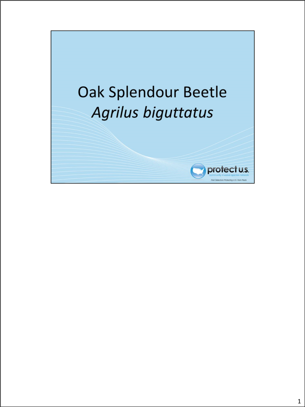 Oaksplendourbeetle.Pdf