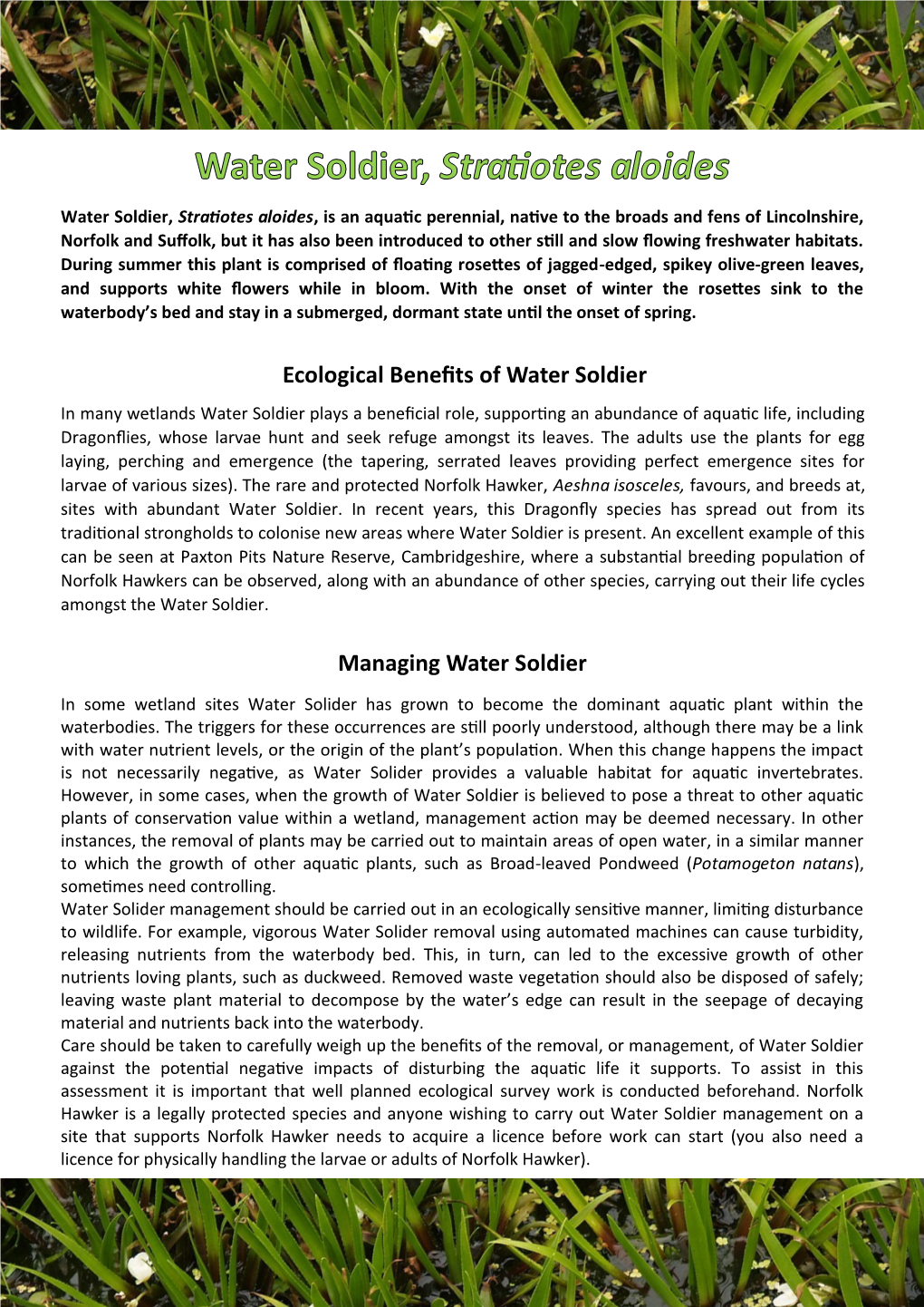 Ecological Benefits of Water Soldier Managing Water Soldier
