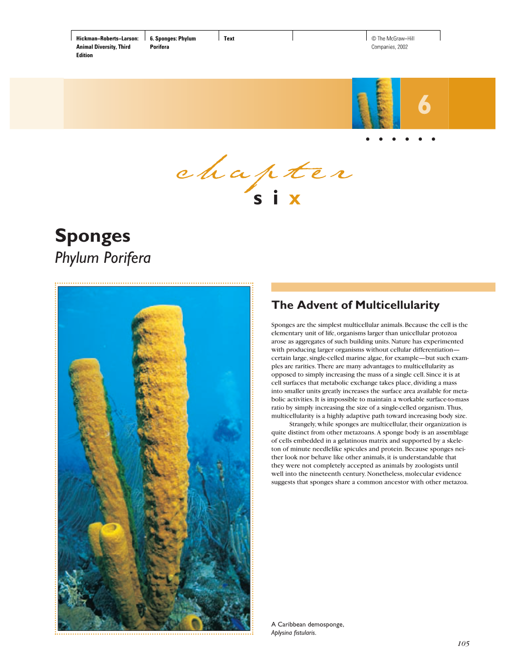 Si X Sponges Phylum Porifera