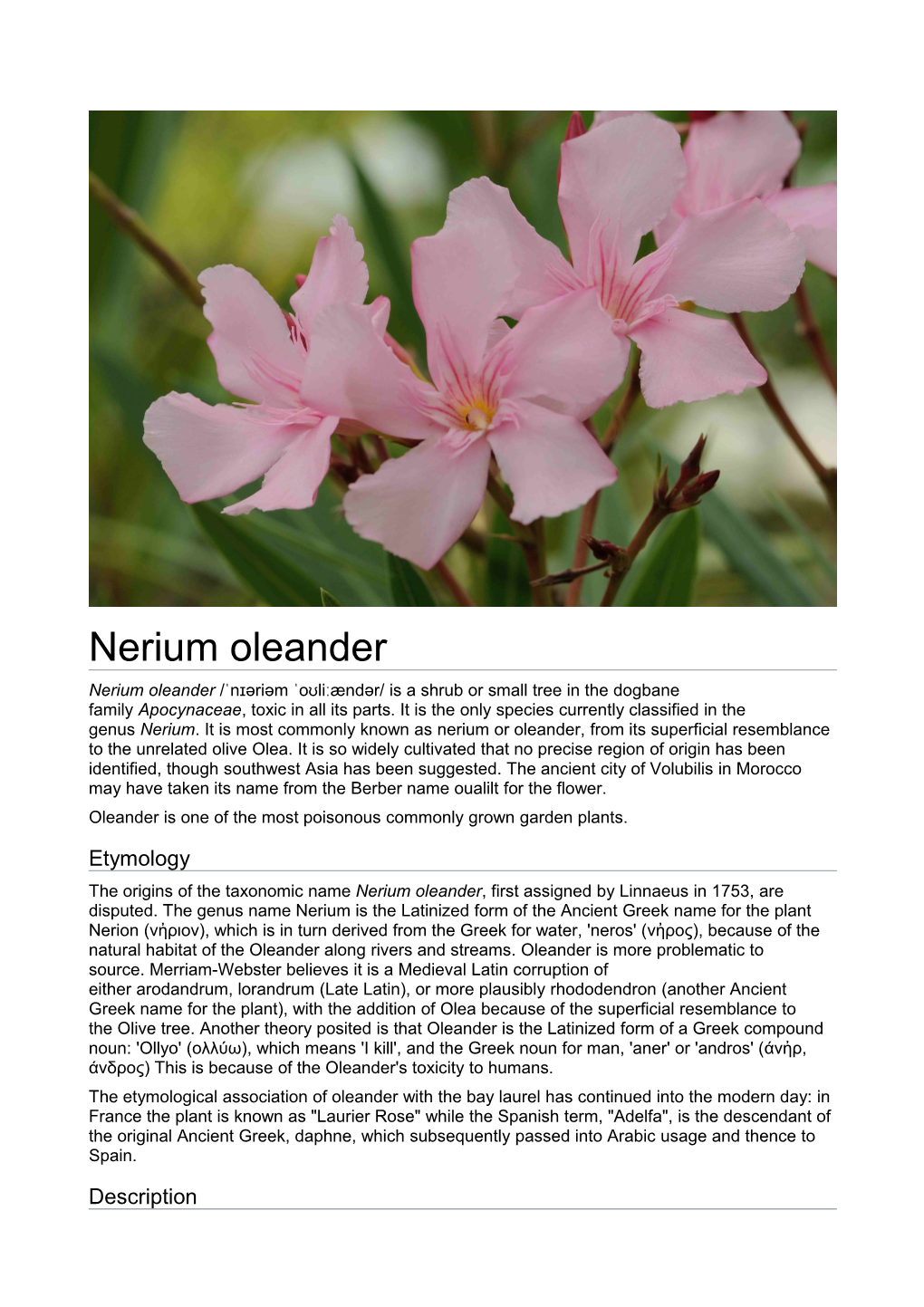 Nerium Oleander Nerium Oleander /ˈnɪəriəm ˈoʊliːændər/ Is a Shrub Or Small Tree in the Dogbane Family Apocynaceae, Toxic in All Its Parts