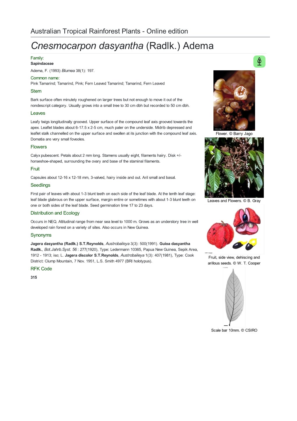 Cnesmocarpon Dasyantha (Radlk.) Adema Family: Sapindaceae Adema, F
