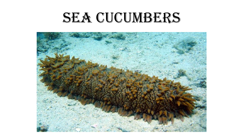 Sea Cucumbers Sea Cucumbers