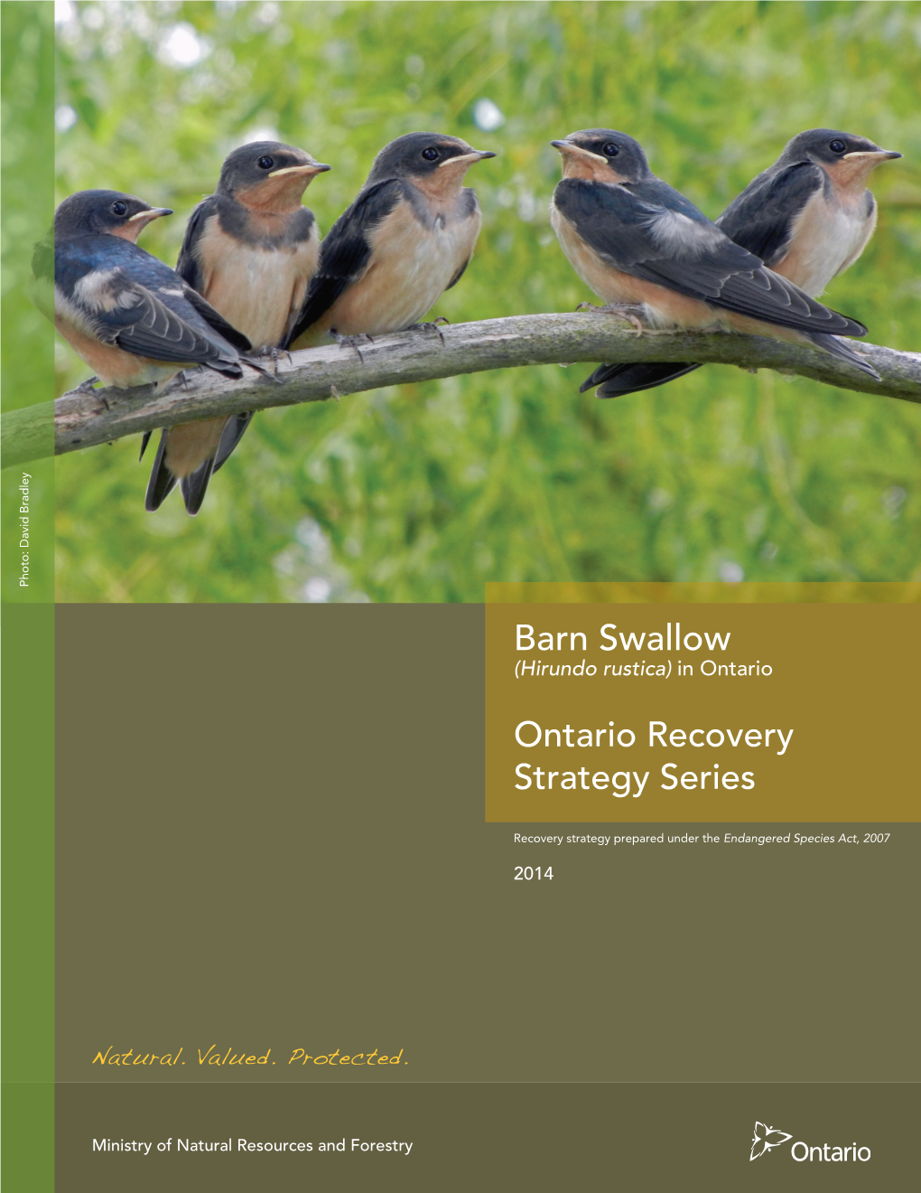 Recovery Strategy for the Barn Swallow (Hirundo Rustica) in Ontario
