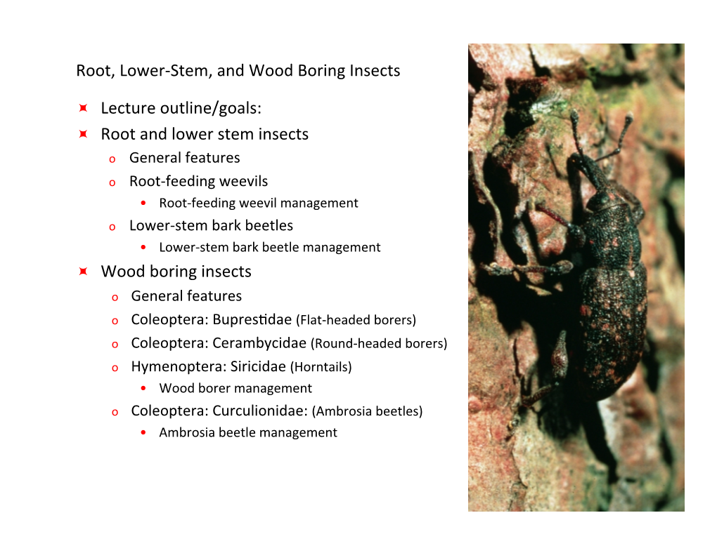 Root, Lower-Stem & Wood Boring Insects.Pptx