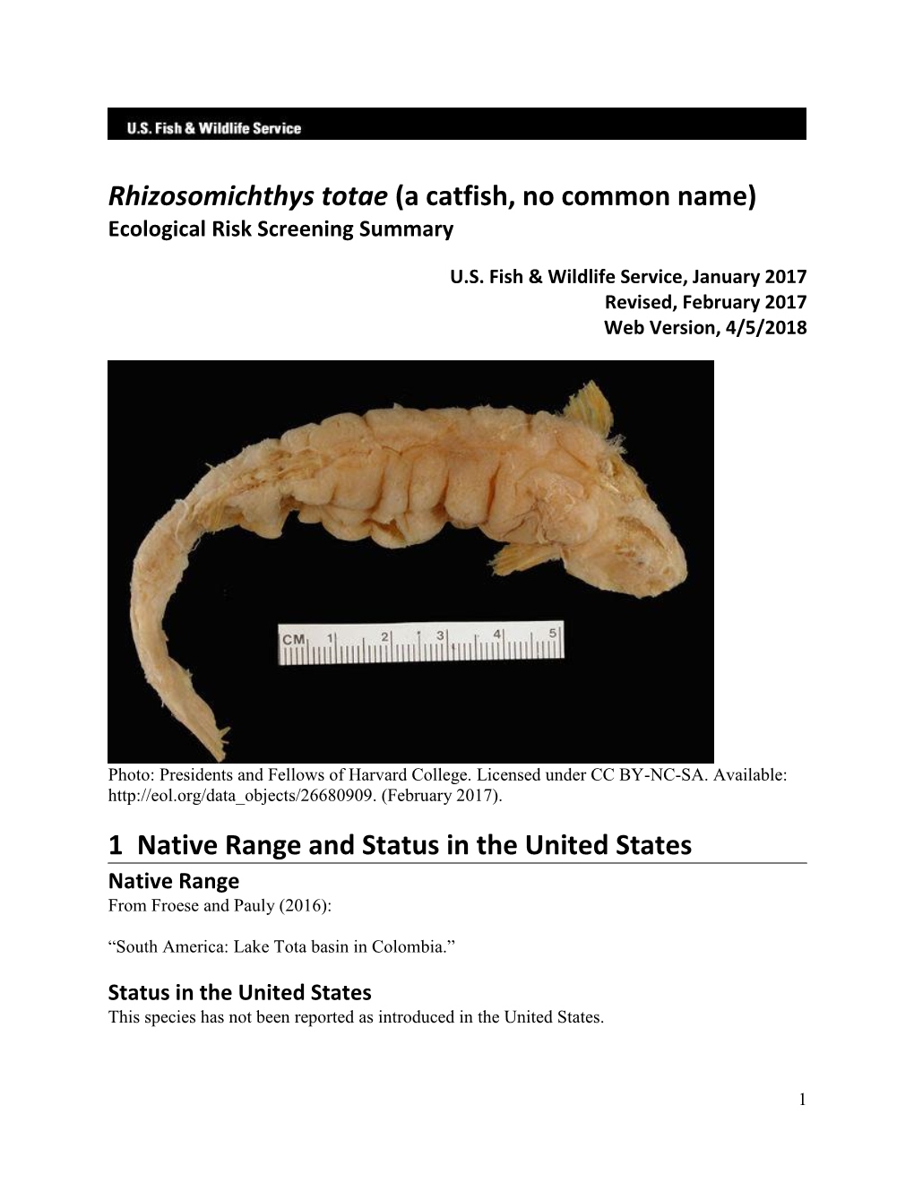 Rhizosomichthys Totae (A Catfish, No Common Name) Ecological Risk Screening Summary