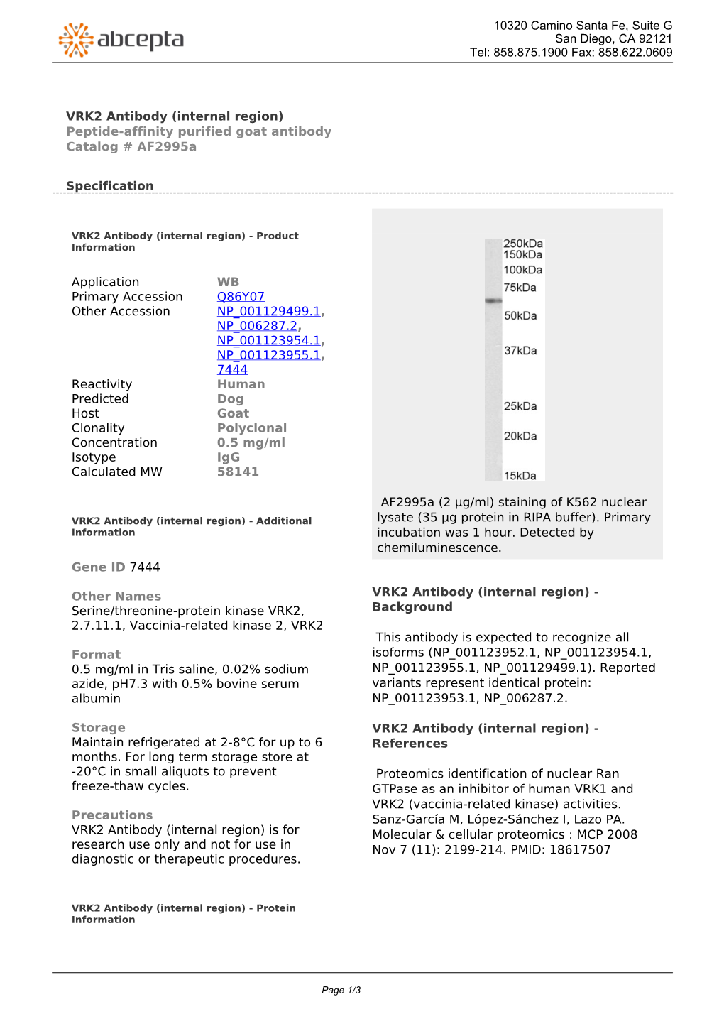 VRK2 Antibody (Internal Region) Peptide-Affinity Purified Goat Antibody Catalog # Af2995a