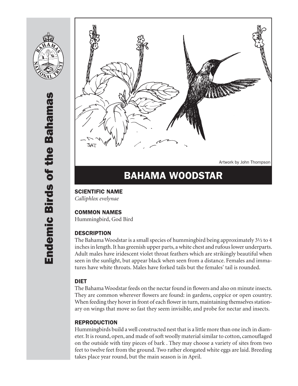 Bahama Woodstar Hummingbird