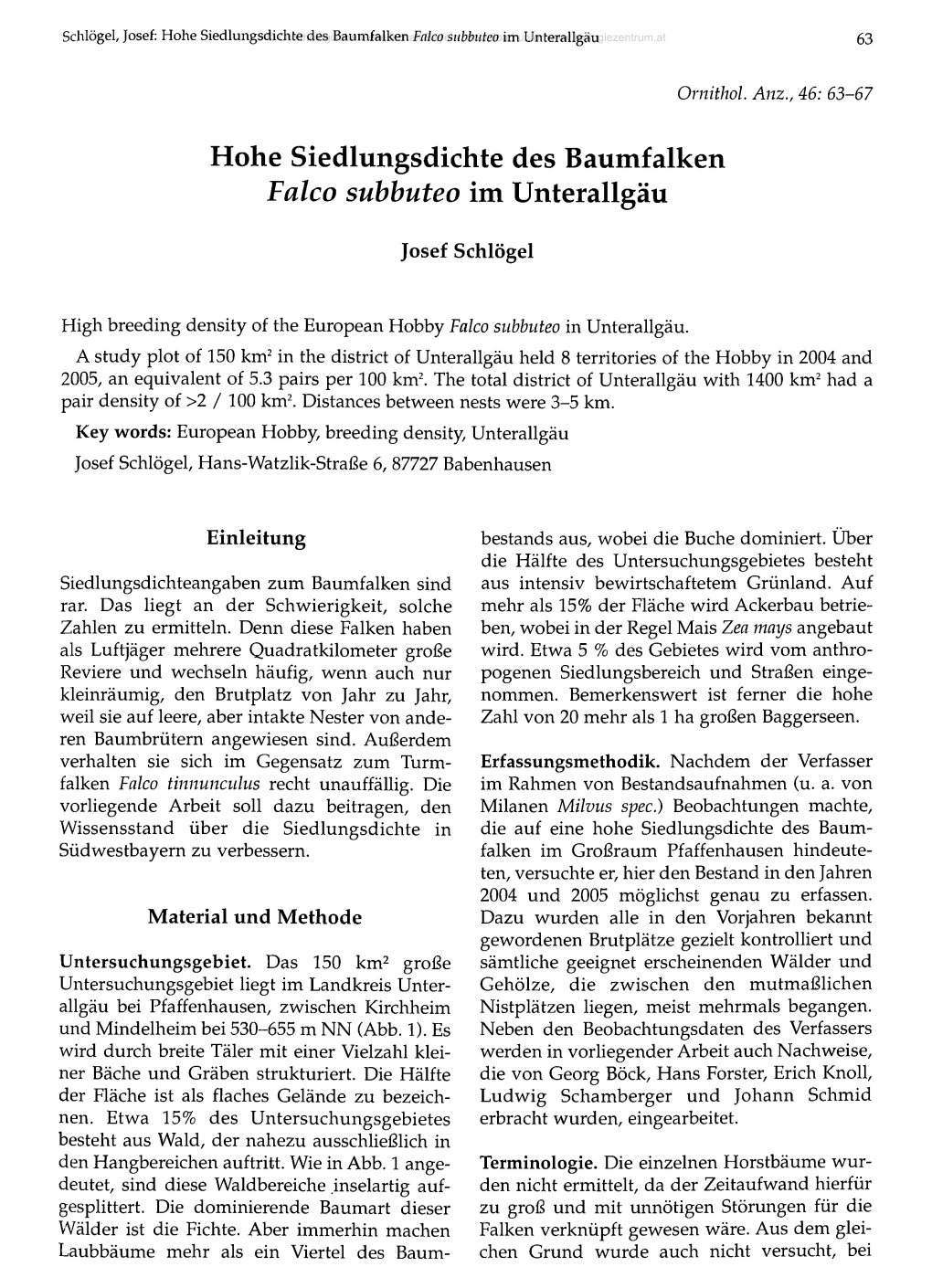 Hohe Siedlungsdichte Des Baumfalken Falco Subbuteo Im Unterallgäu