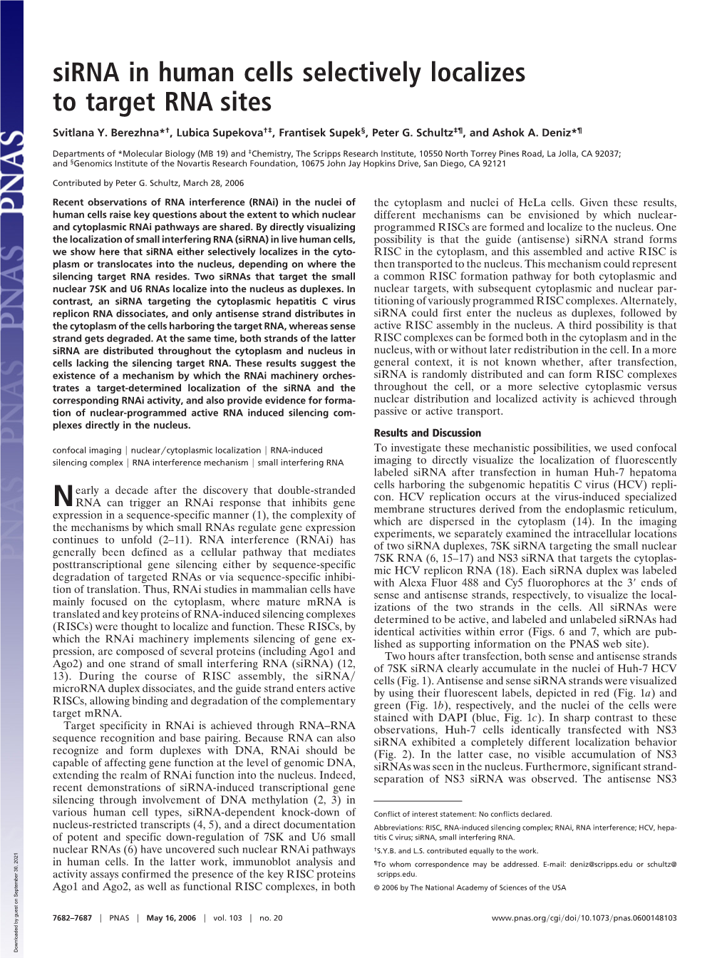 Sirna in Human Cells Selectively Localizes to Target RNA Sites