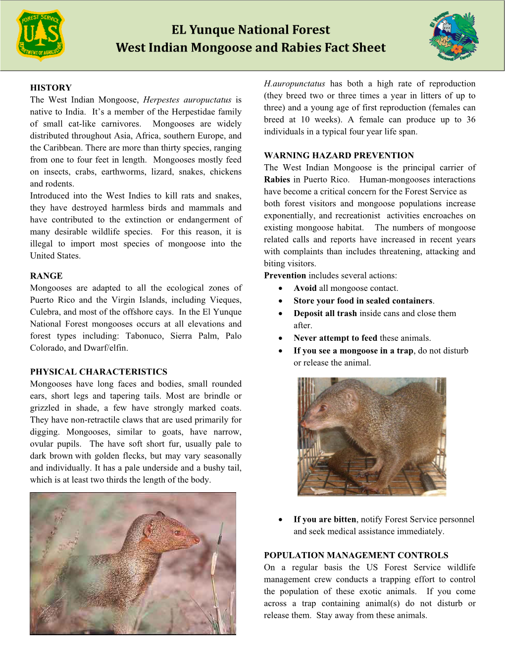 EL Yunque National Forest West Indian Mongoose and Rabies Fact Sheet ...