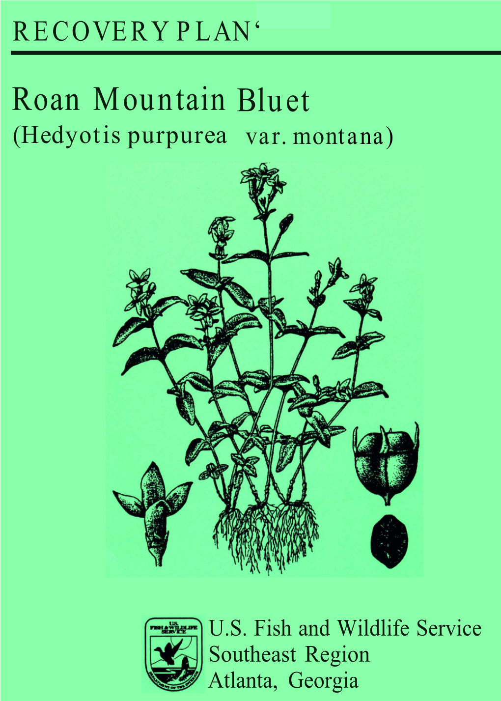 Roan Mountain Bluet (Hedyotis Purpurea Var