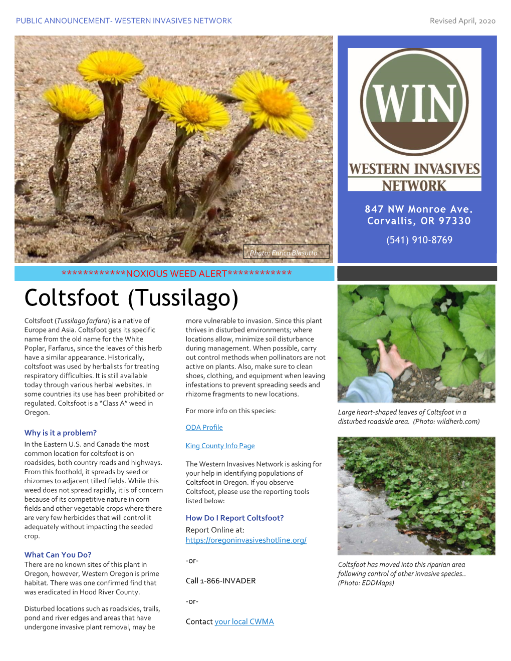 Coltsfoot (Tussilago) Coltsfoot (Tussilago Farfara) Is a Native of More Vulnerable to Invasion