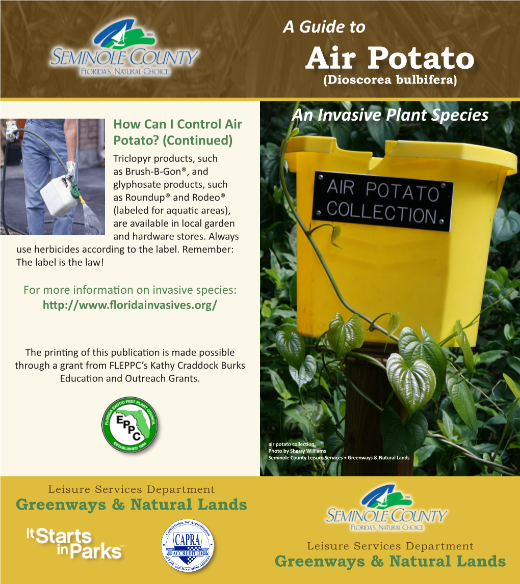 Air Potato (Dioscorea Bulbifera)