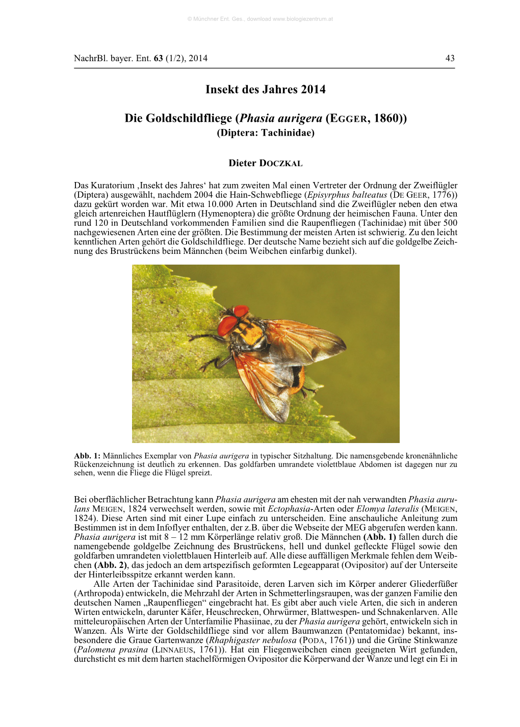 Insekt Des Jahres 2014 Die Goldschildfliege (Phasia Aurigera