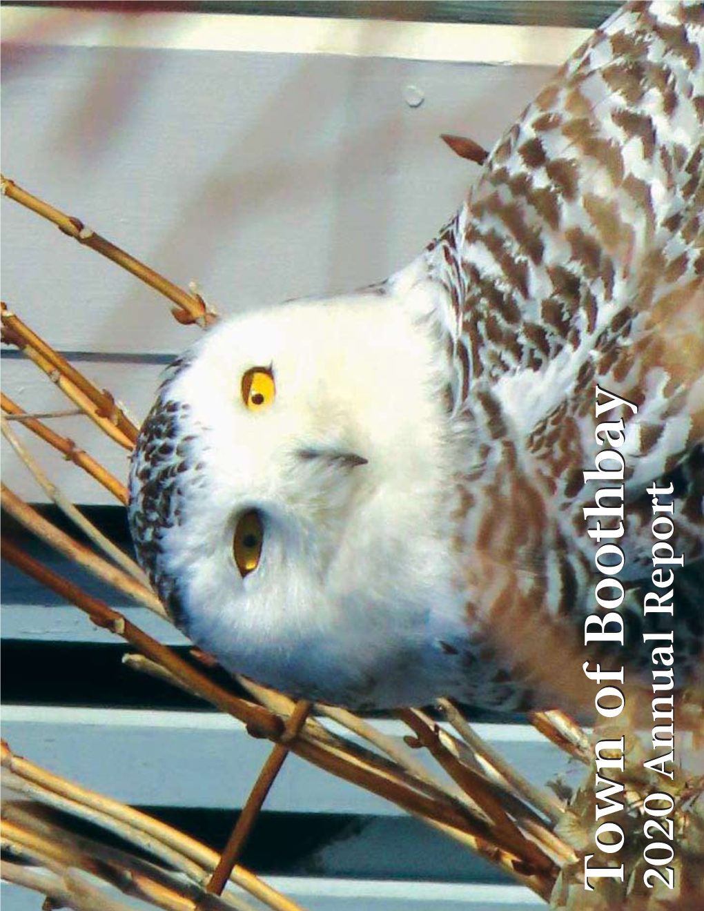 Annual Reportreport the Snowy Owls That Visited Ocean Point This Year Were a Sign of Hope for a Lot of Us During the Pandemic